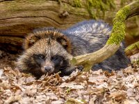 Nyctereutus procyonoides, Raccoon Dog