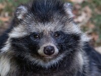 Nyctereutus procyionoides 4, Wasbeerhond, Saxifraga-Luc Hoogenstein