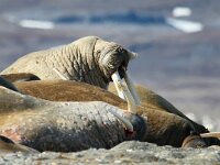 Odobenus rosmarus 11, Walrus, Saxifraga-Bart Vastenhouw