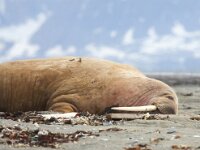 Odobenus rosmarus 18, Walrus, Saxifraga-Bart Vastenhouw