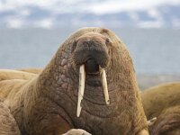 Odobenus rosmarus 19, Walrus, Saxifraga-Bart Vastenhouw