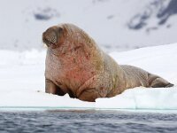 Odobenus rosmarus 22, Walrus, Saxifraga-Bart Vastenhouw