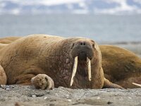 Odobenus rosmarus 23, Walrus, Saxifraga-Bart Vastenhouw