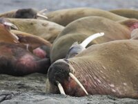 Odobenus rosmarus 26, Walrus, Saxifraga-Bart Vastenhouw