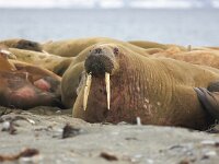 Odobenus rosmarus 36, Walrus, Saxifraga-Bart Vastenhouw