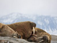 Odobenus rosmarus 45, Walrus, Saxifraga-Bart Vastenhouw