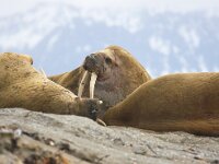 Odobenus rosmarus 47, Walrus, Saxifraga-Bart Vastenhouw