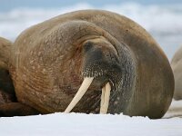 Odobenus rosmarus 5, Walrus, Saxifraga-Bart Vastenhouw