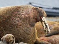 Odobenus rosmarus 51, Walrus, Saxifraga-Bart Vastenhouw