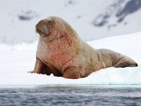 Odobenus rosmarus 55, Walrus, Saxifraga-Bart Vastenhouw
