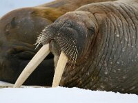 Odobenus rosmarus 6, Walrus, Saxifraga-Bart Vastenhouw