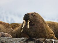 Odobenus rosmarus 66, Walrus, Saxifraga-Bart Vastenhouw
