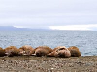 Odobenus rosmarus 76, Walrus, Saxifraga-Bart Vastenhouw