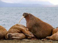 Odobenus rosmarus 78, Walrus, Saxifraga-Bart Vastenhouw