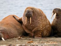 Odobenus rosmarus 79, Walrus, Saxifraga-Bart Vastenhouw
