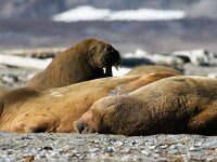 Odobenus rosmarus 8, Walrus, Saxifraga-Bart Vastenhouw