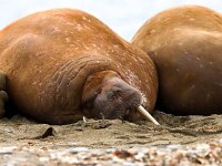 Odobenus rosmarus 85, Walrus, Saxifraga-Bart Vastenhouw
