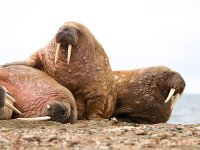 Odobenus rosmarus 86, Walrus, Saxifraga-Bart Vastenhouw