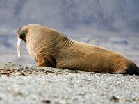 Odobenus rosmarus 9, Walrus, Saxifraga-Bart Vastenhouw