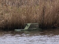 Ondatra zibethicus 3, Muskusrat, Saxifraga-Peter Meininger