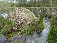 Ondatra zibethicus 5, Muskusrat, nest, Saxifraga-Mark Zekhuis
