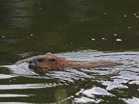 Bruine rat #47469 : Rattus norvegicus, Bruine rat