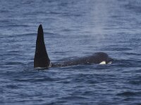O  Orca, Orcinus orca : Canada, Killer Whale, Orca, Orcinus orca, Telegraph Cove, Vancouver Island, black, fin, groot, large, mammal, pod, sea, summer, surfacing, swimming, vin, water, zee, zomer, zoogdier, zwart, zwemmend