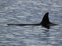 Orcinus orca 23, Orca, Saxifraga-Bart Vastenhouw