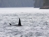 Orcinus orca 34, Orka, Saxifraga-Mark Zekhuis