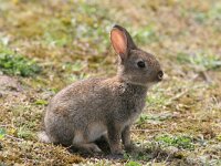 Oryctolagus cuniculus 2, Konijn, Saxifraga-Jaap Schelvis