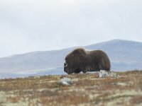 Ovibos moschatus 10, Muskusos, Saxifraga-Willem van Kruijsbergen
