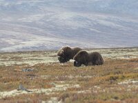 Ovibos moschatus 15, Muskusos, Saxifraga-Willem van Kruijsbergen