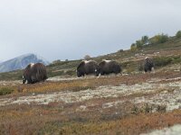 Ovibos moschatus 20, Muskusos, Saxifraga-Annemiek Bouwman