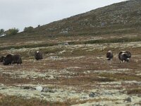 Ovibos moschatus 22, Muskusos, Saxifraga-Willem van Kruijsbergen
