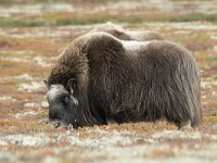 Ovibos moschatus 43, Muskusos, Saxifraga-Willem van Kruijsbergen