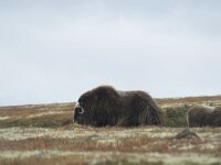 Ovibos moschatus 60, Muskusos, Saxifraga-Willem van Kruijsbergen