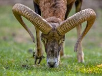 Mouflon sheep head frontal  Frontal view of the head of a Mouflon (Ovis gmelinii) sheep grazing on a clearing in the forest on a sunny day : Netherlands, animal, antler, aries, background, beautiful, brown, colorful, cute, environment, europe, european, eye, fauna, france, germany, grazing, head, horn, horned, hornet, leg, life, looking, male, mammal, meadow, moeflon, moufflon, mouflon, mufflon, muflon, muflone, musimon, natural, nature, orientalis, outdoor, ovis, park, pattern, portrait, sheep, spain, standing, turkey, watching, wild, wildlife, wood
