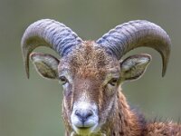 Portrait of Mouflon sheep male on hill  Portrait of Frontal view of male Mouflon (Ovis gmelinii) sheep standing on a hill in the forest and looking at camera with eye contact : Netherlands, animal, antler, aries, background, beautiful, brown, colorful, cute, environment, europe, european, eye, fauna, france, germany, grazing, head, horn, horned, hornet, leg, life, looking, male, mammal, meadow, moeflon, moufflon, mouflon, mufflon, muflon, muflone, musimon, natural, nature, one, outdoor, ovis, park, pattern, portrait, sheep, spain, standing, turkey, watching, wild, wildlife, wood