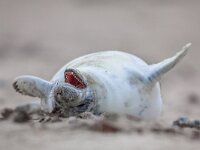 baby seal laughing out loud  baby Common seal (Phoca vitulina) laughing out loud in sand on beach of Helgoland, Germany : animal, baby, background, beach, blurred, child, coast, common, concept, crawl, cute, feeling, fun, fur, gray, guffaw, happiness, happy, harbor, helgoland, humor, laugh, laughing, laughter, loud, mammal, mouth, natural, nature, newborn, open, optimistic, out, phoca, positive, puppy, roar, roaring, sandy, sea, seal, tired, vitulina, white, wild, wildlife, winter, with, yawn, young