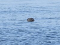 Phoca vitulina 112, Gewone zeehond, Saxifraga-Willem van Kruijsbergen