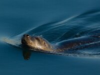 Phoca vitulina 4, Gewone zeehond, Saxifraga-Rik Kruit