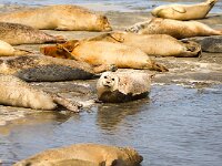 Phoca vitulina 82, Gewone zeehond, Saxifraga-Bart Vastenhouw