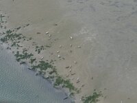 Phoca vitulina 84, Gewone zeehond, Saxifraga-Henk Baptist