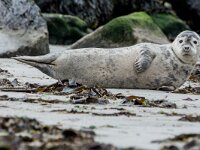 Phoca vitulina 96, Gewone zeehond, adult, Duene (D), Saxifraga-Theo Verstrael