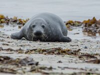 Phoca vitulina 97, Gewone zeehond, adult, Duene (D), Saxifraga-Theo Verstrael