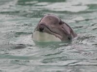 Phocoena phocoena 13, Bruinvis, Saxifraga-Luc Hoogenstein