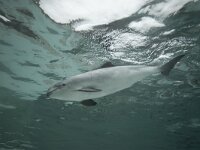 Phocoena phocoena 5, Bruinvis, Saxifraga-Luc Hoogenstein