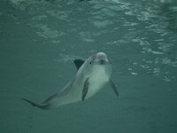 Phocoena phocoena 6, Bruinvis, Saxifraga-Luc Hoogenstein