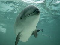 Phocoena phocoena 7, Bruinvis, Saxifraga-Luc Hoogenstein