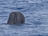 Physeter macrocephalus 10, Potvis, Saxifraga-Rik Kruit